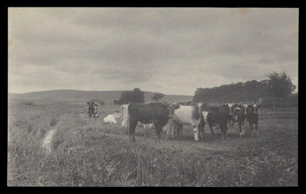 Gale, Lt. Col. Joseph, Cows in Field