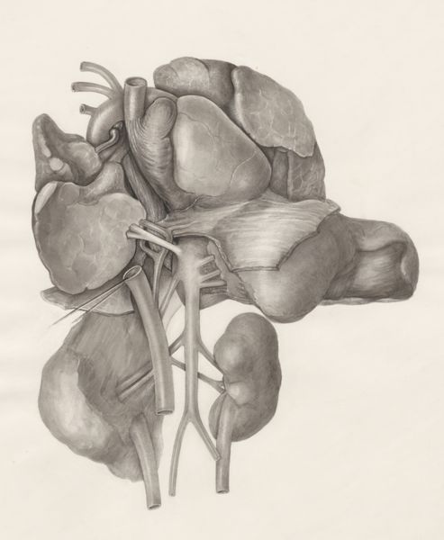 H.G Wetselaar, Heart and adjacent organs