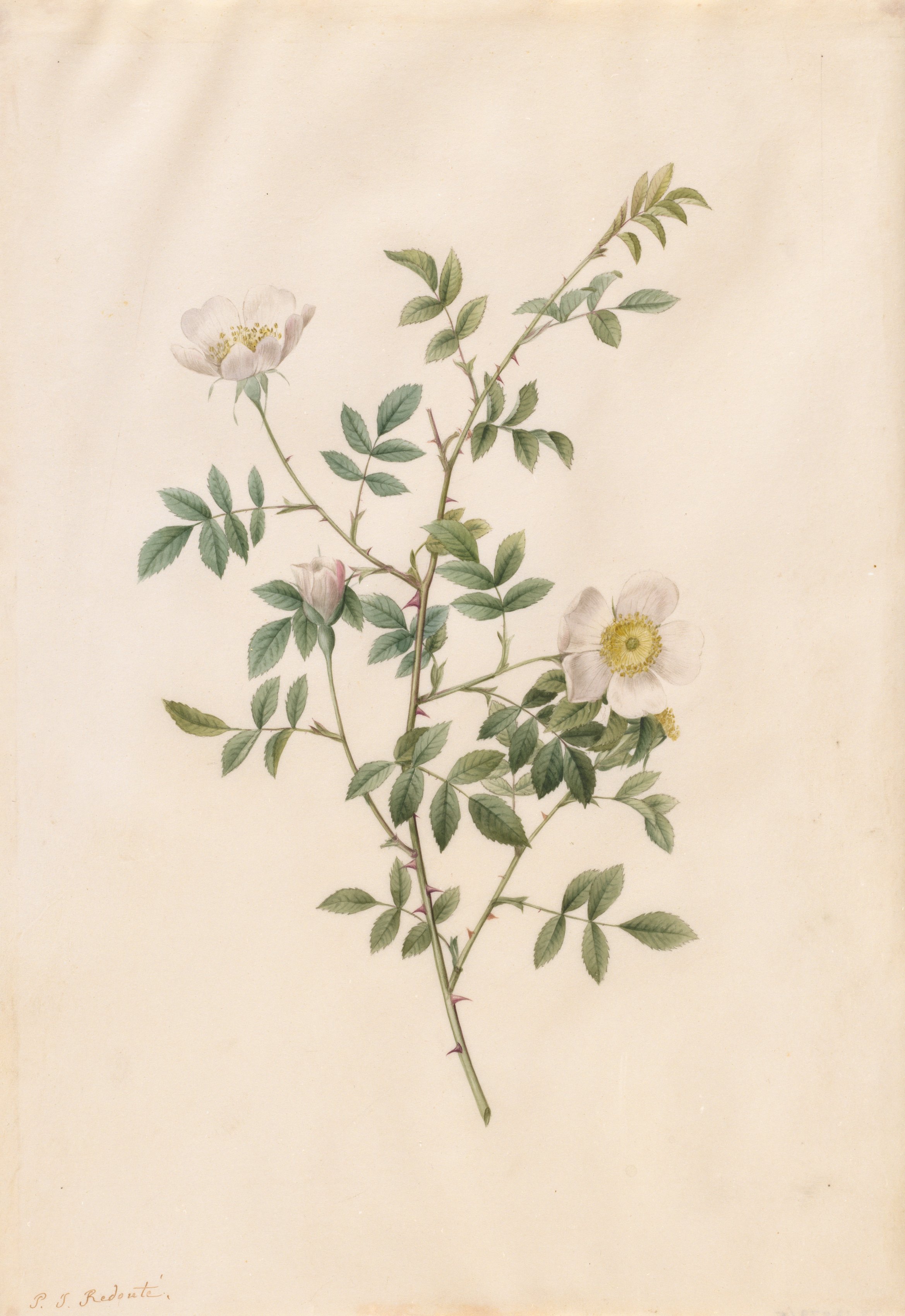 Pierre-Joseph Redouté, Brier Bush Rose or Dog Rose (Rosa Sepium Rosea)