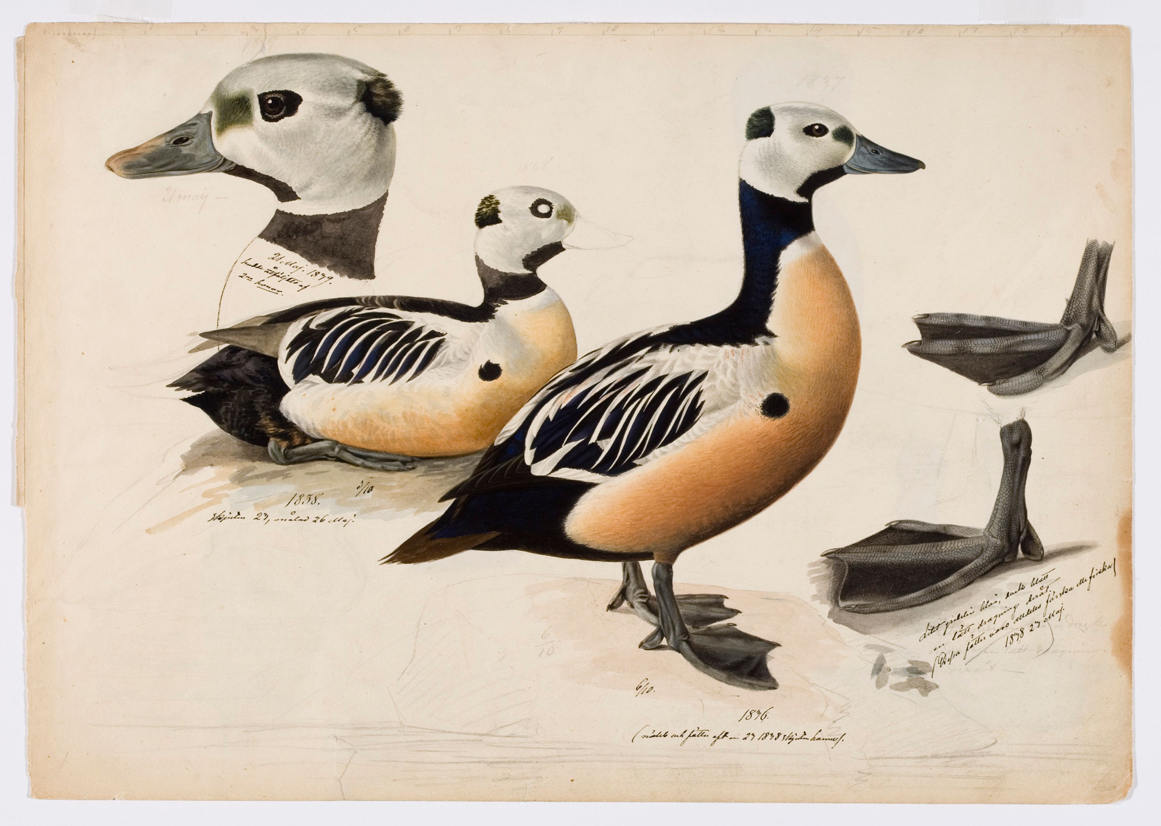 Magnus von Wright, Steller's Eider, Male