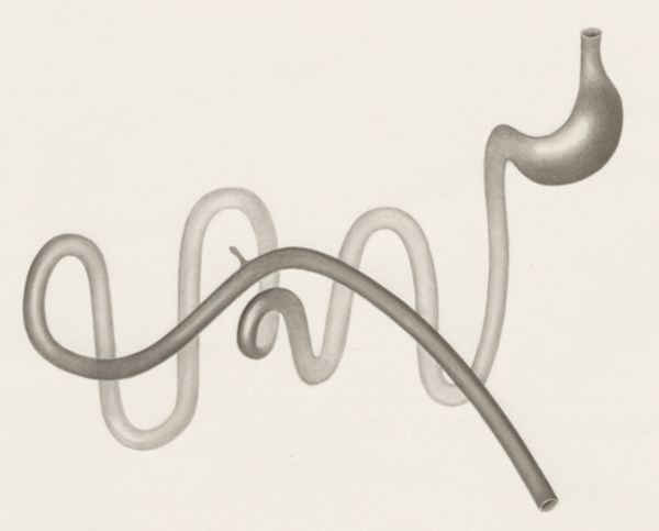 H.G Wetselaar, Digestive system