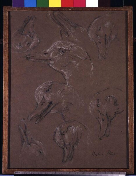 Potter, Beatrix, Eight studies of the head of a duck