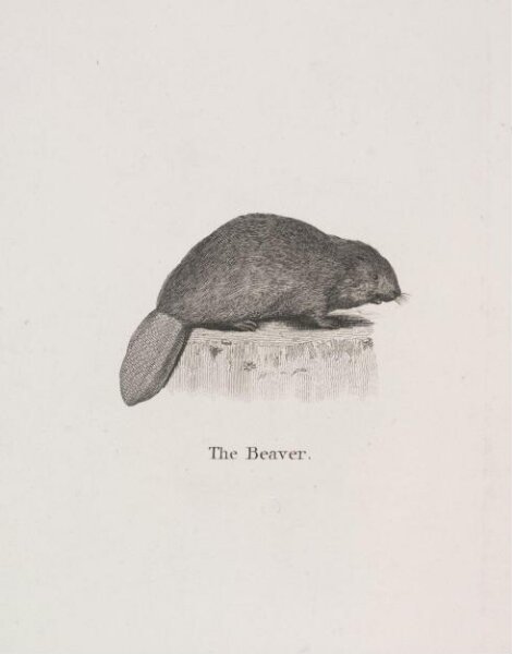 Unknown, The Beaver.