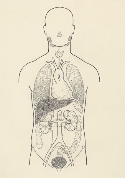 J Wetselaar-Whittaker, Schematic representation of the organs in the human torso