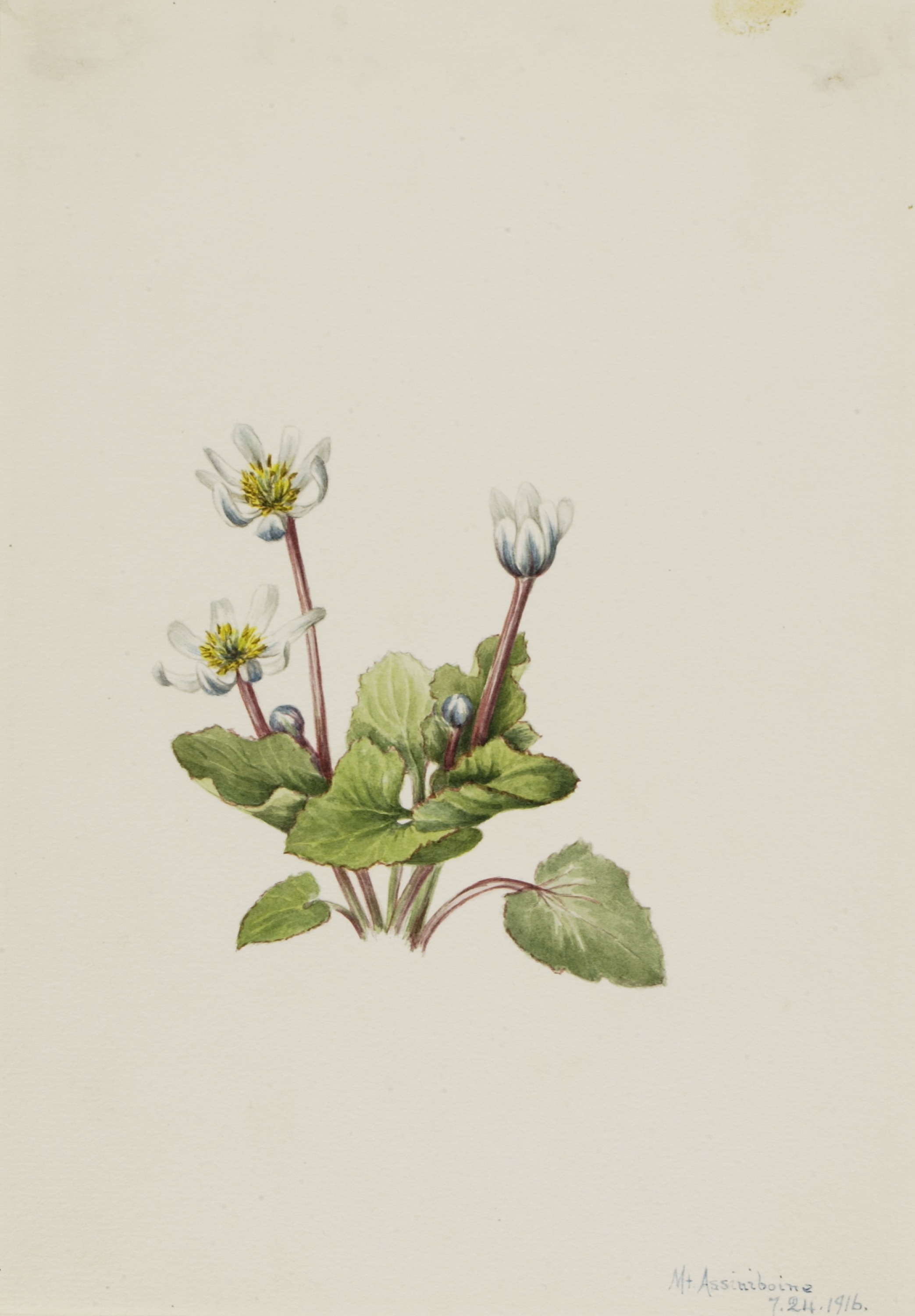 Mary Vaux Walcott, Elkslip (Caltha leptosepala)
