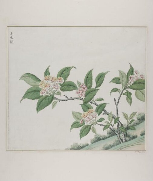 Unknown, Fragrant glorybower (clerodendrum fragrans), chou mo li