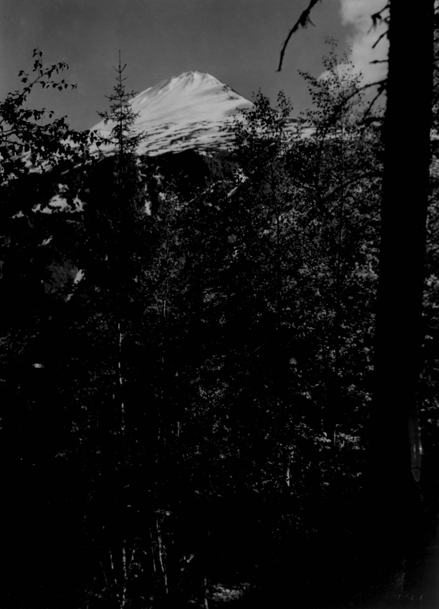 Anders Beer Wilse, Gaustatoppen med skog i forgrunnen. Snødekt fjell.