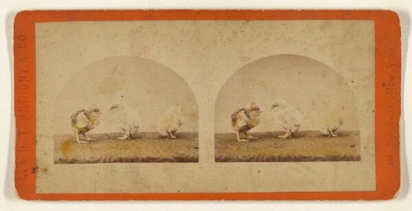 Edward and Henry T. Anthony & Co., [Three baby chicks]
