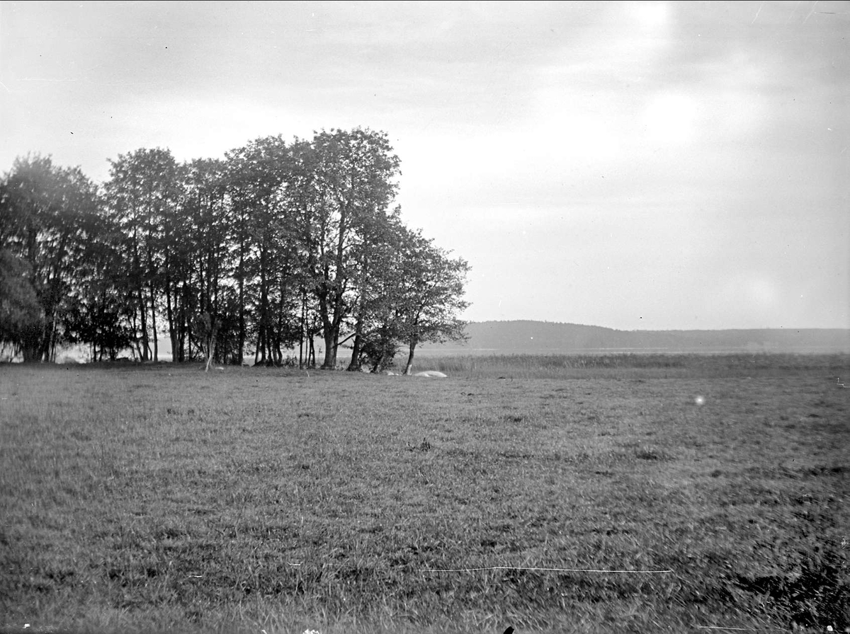 August Fredrik Schagerström, Beach Meadow, Vreta, Uppsala-Näs parish, Uppland 1924