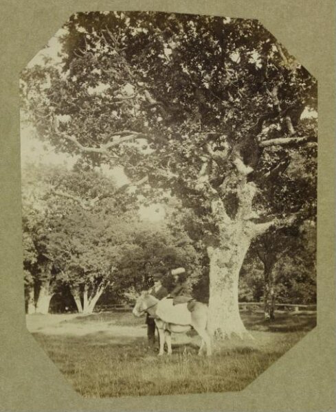 Clementina, Lady Hawarden, Photograph