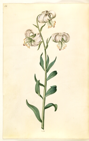 Hans Simon Holtzbecker, Lilium martagon (krans-lilje)