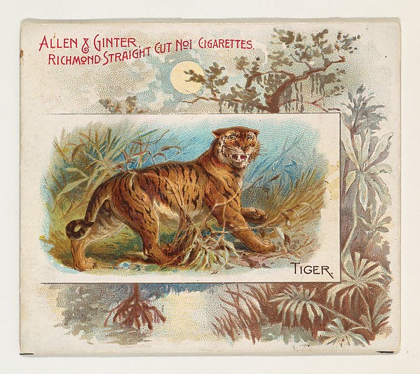 Allen & Ginter, Tiger, from Quadrupeds series (N41) for Allen & Ginter Cigarettes