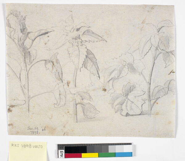 Dankvart Dreyer, Plantestudier