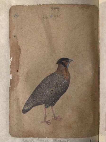 Unknown, Depictions of Impeyan pheasant (male) and a Western horned pheasant of Northern India