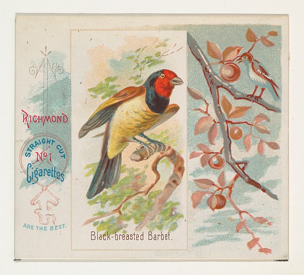 Allen & Ginter, Black-breasted Barbet, from the Song Birds of the World series (N42) for Allen & Ginter Cigarettes