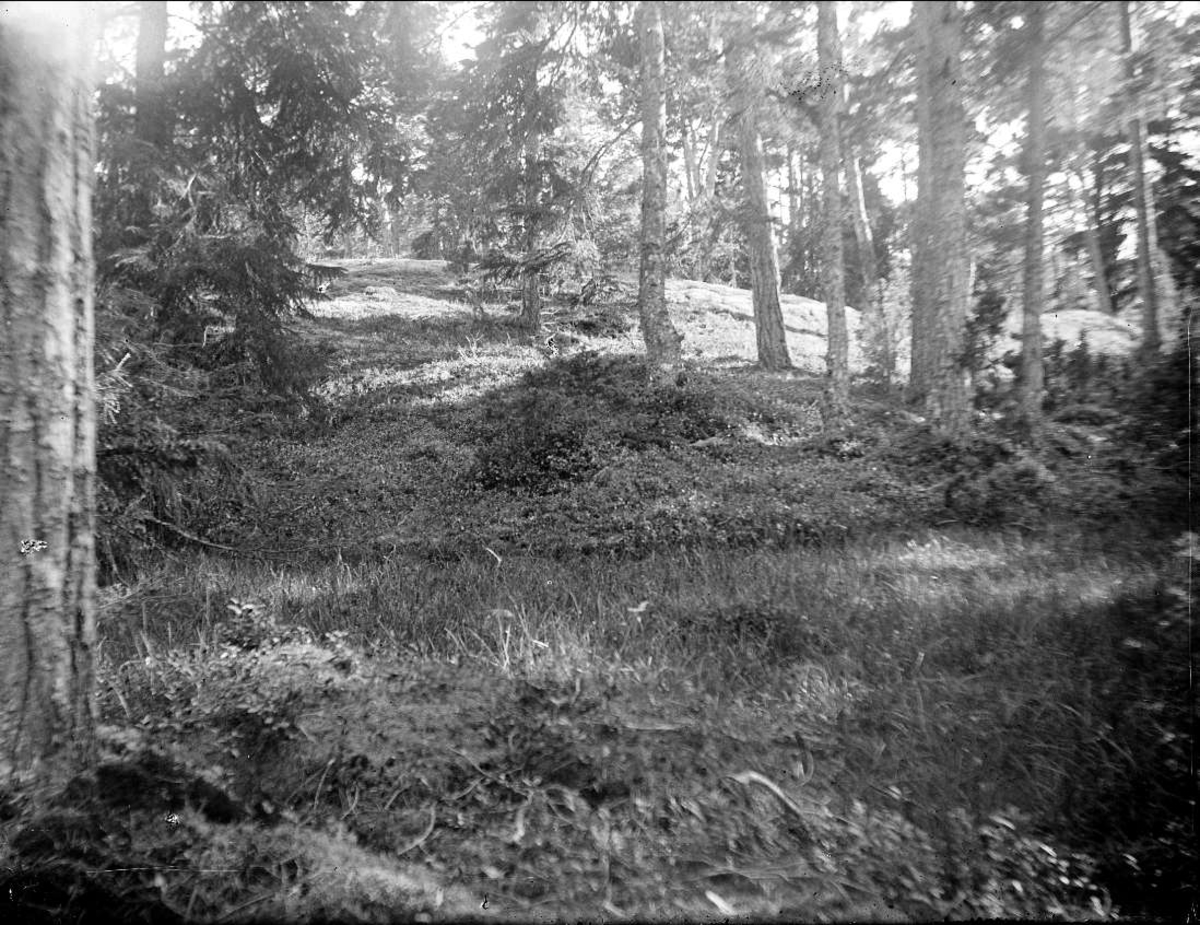 August Fredrik Schagerström, Skogsmark nära Öregrund, Uppland i juli 1924