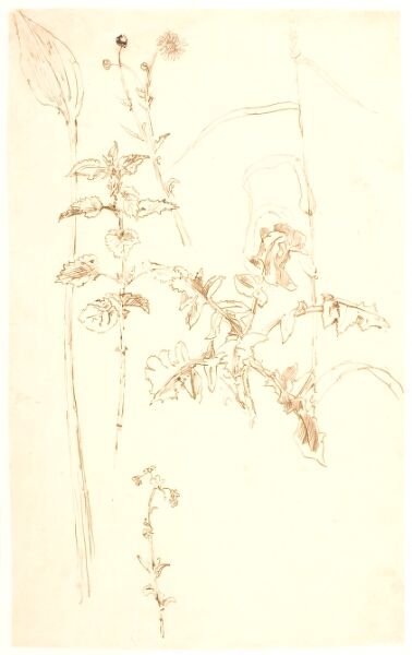 Dankvart Dreyer, Plantestudier