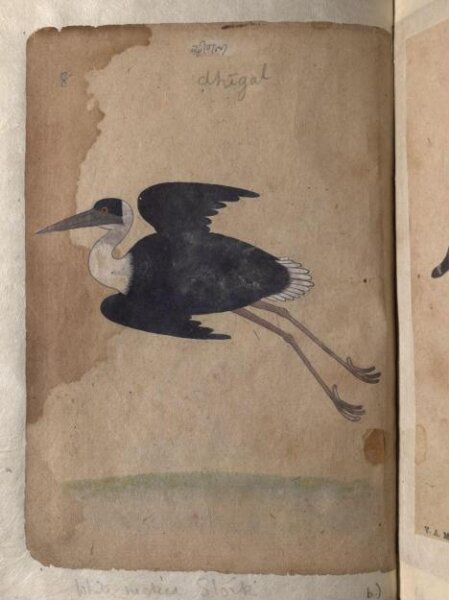 Unknown, Depictions of a Demoiselle crane and a White-necked stork, of Northern India