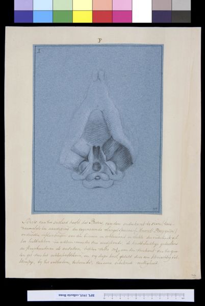 A Bonn, Animals: skull of a beaver, seen from below
