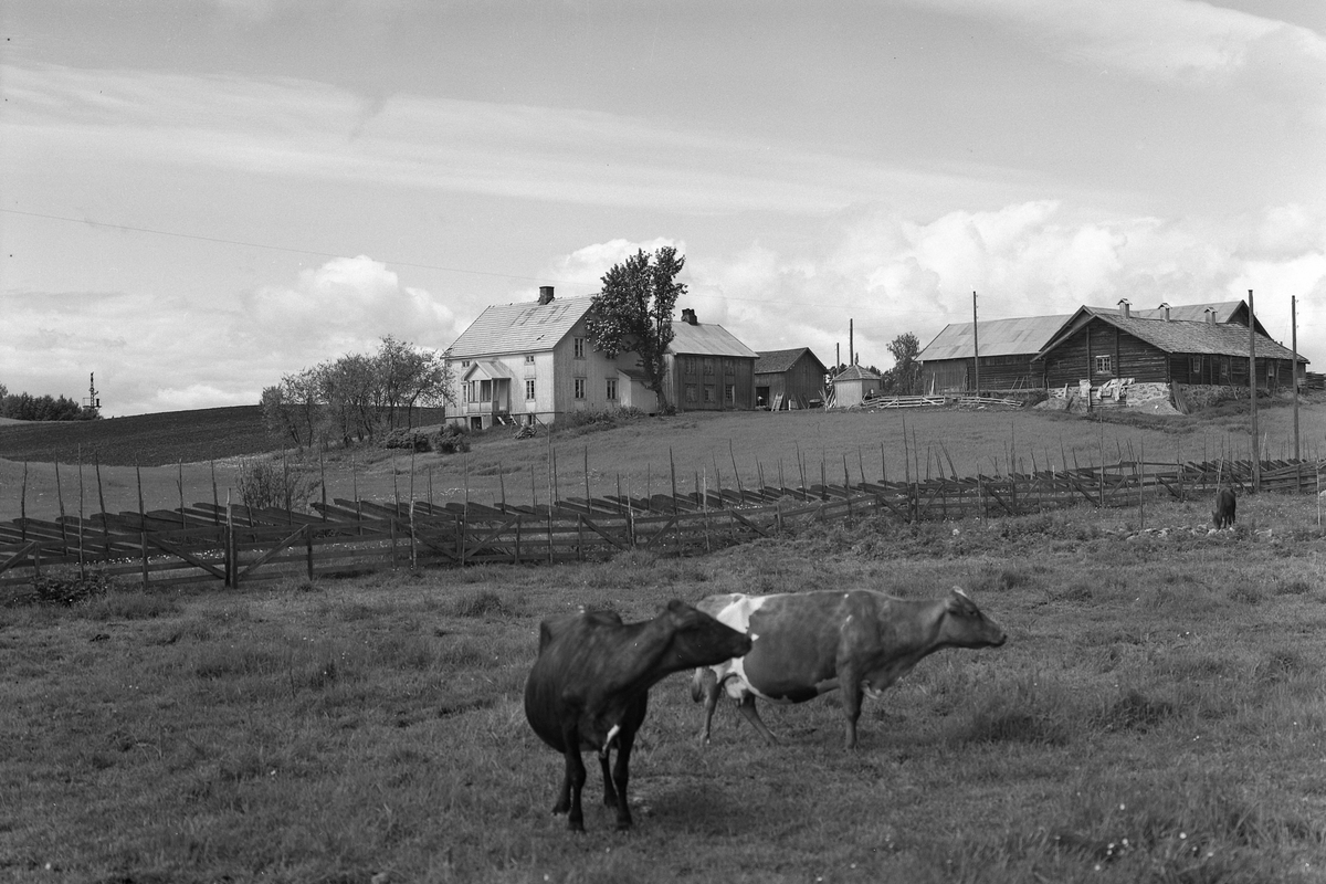 Anno Domkirkeodden, KUER, EKSTR: GARDSTUN, LANGSET ØSTRE