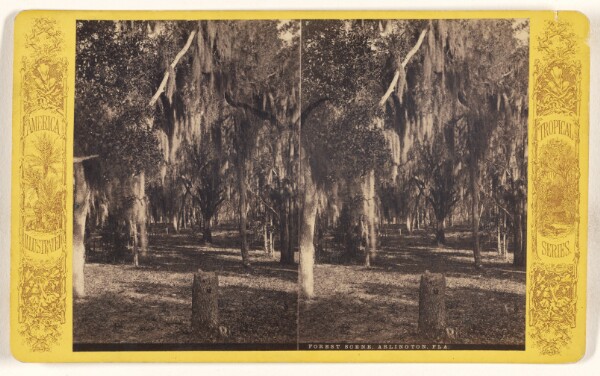 Unknown, Forest Scene, Arlington, Fla.