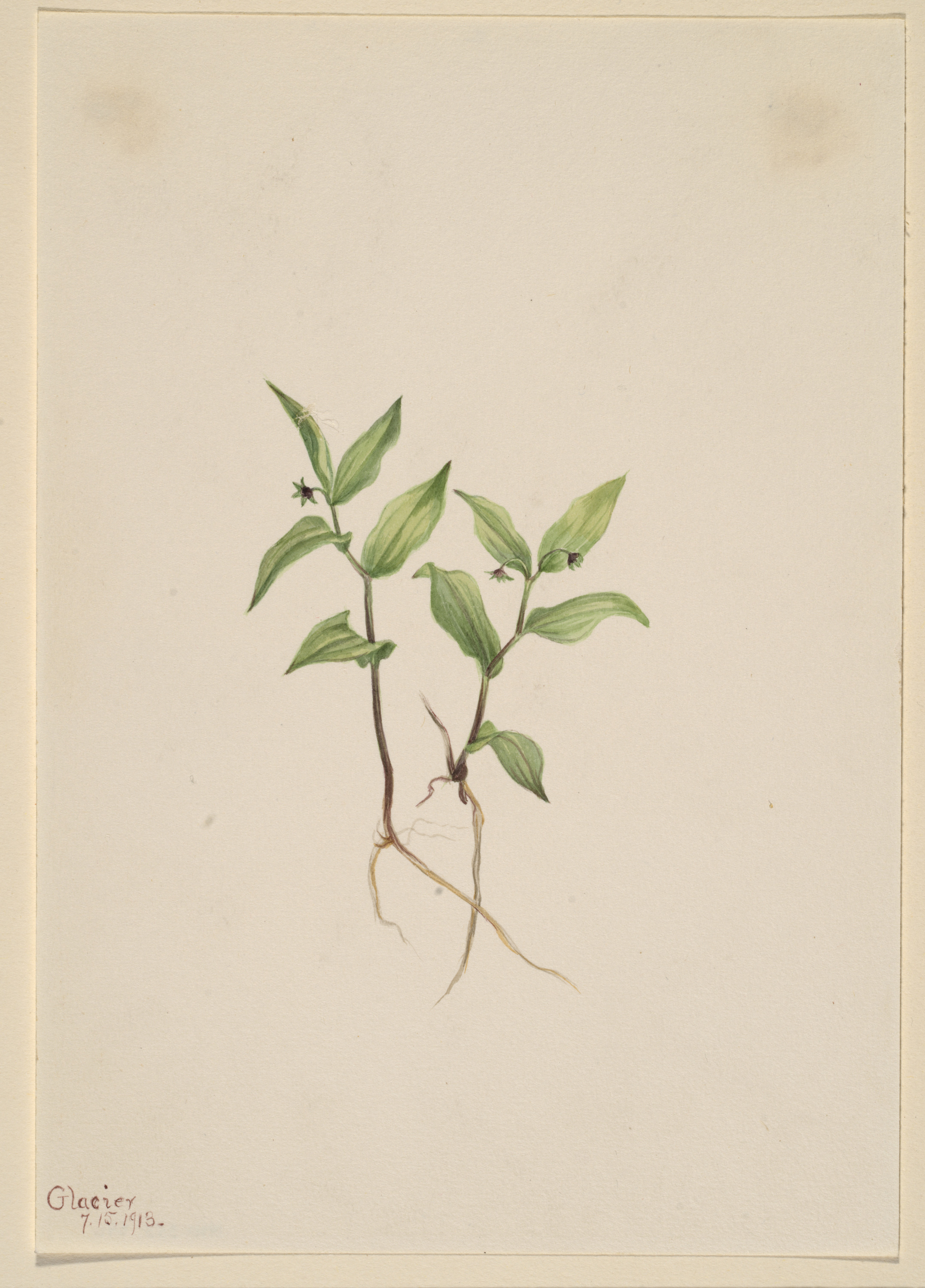 Mary Vaux Walcott, Kruhsea (Kruhsea streptopoides)