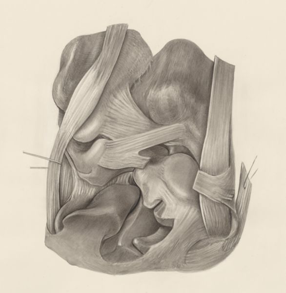 H.G Wetselaar, Muscular tissue