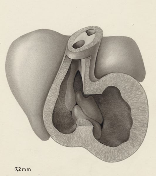 J Tinkelenberg, Part of the heart and circulatory system of an embryo
