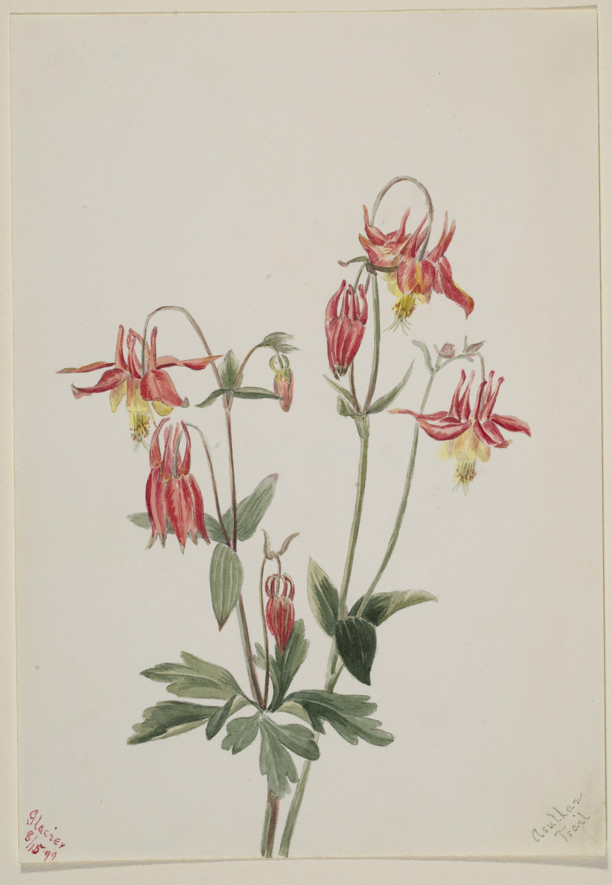 Mary Vaux Walcott, Red Columbine (Aquilegia formosa)