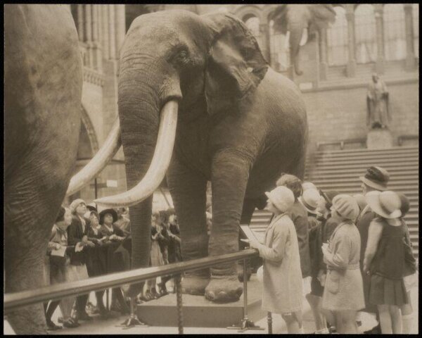 Hoppé, Emil Otto, London, Natural History Museum