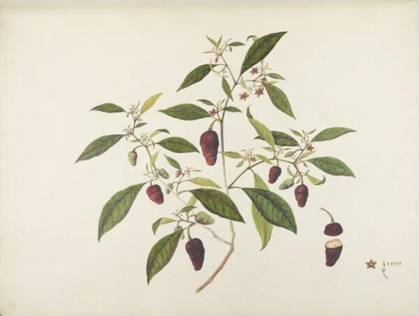 unknown, Flowers and Fruits