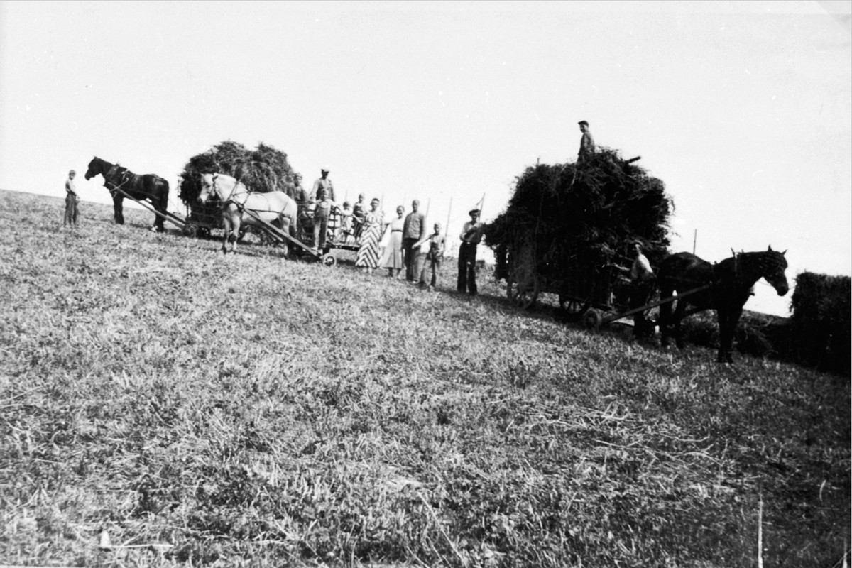 Anno Domkirkeodden, Høyonn på Berg østre, Ringsaker. hester og vogner. Arbeidere er Ottar Saugstad, Johs. Østvold, Sverre Moen, Lars Jægersborg. Gudrun, Erik, Steinar, Jon og Kolbjørn Skjeseth. Anna Irgens.