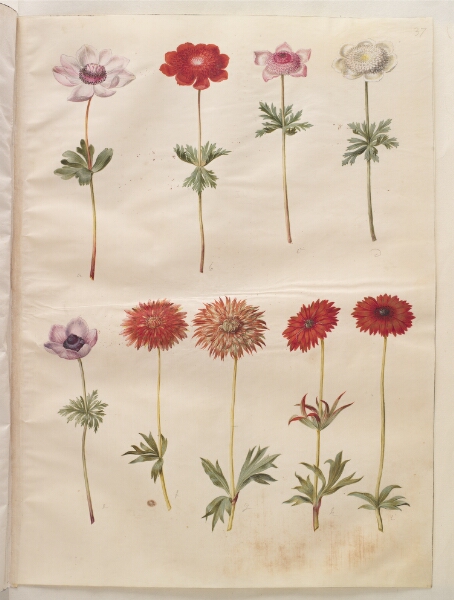 Hans Simon Holtzbecker, Anemone coronaria (fransk anemone); Anemone ×fulgens (skinnende anemone)