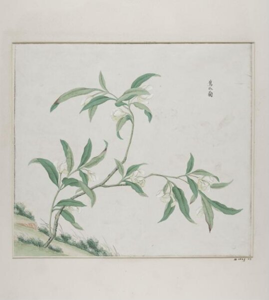 Unknown, Zing zhao lan