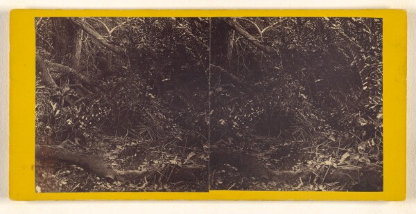 Timothy H. O'Sullivan, [Entrance to the Donkey road at San Blas Bay. U.S. Darien Expedition.]