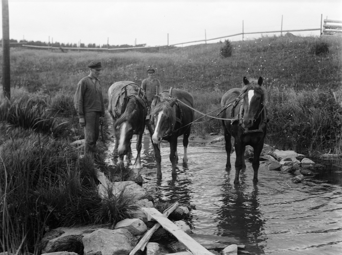 Paul Sandberg, The farmer Evert Johansson and his brother with horses in Ullbro, Tillinge parish