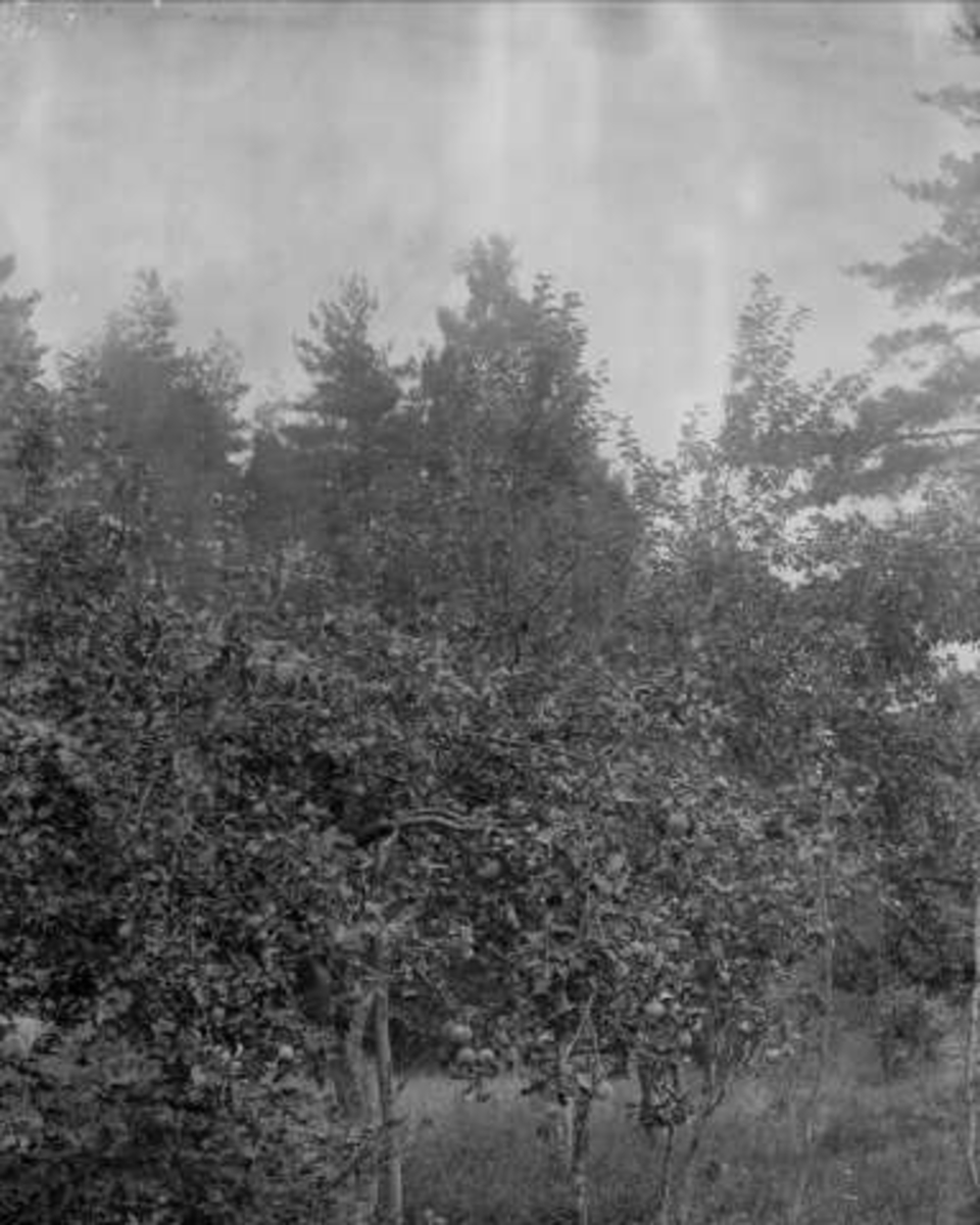 Gustav Borgen, Svartskog, (Roald Amundsens Uranienborg) Oppegård kommune, Akershus, Ytteborgs landsted.
