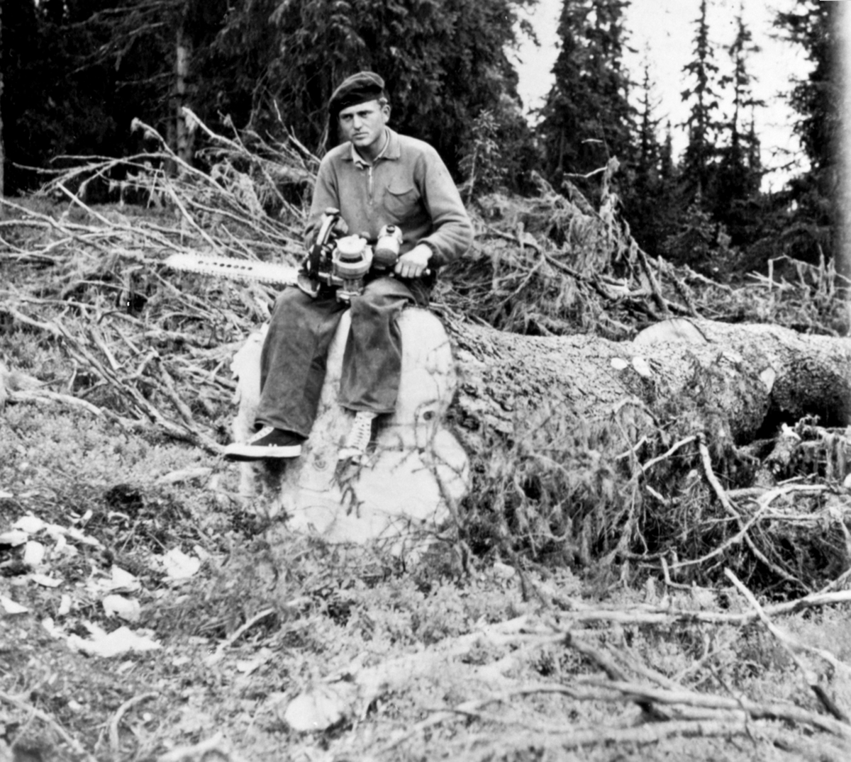 Anno Domkirkeodden, Tømmerhugger Ivar Amundsen har felt ei stor gran med motorsag ved Gammelskolla, Ringsakerfjellet.