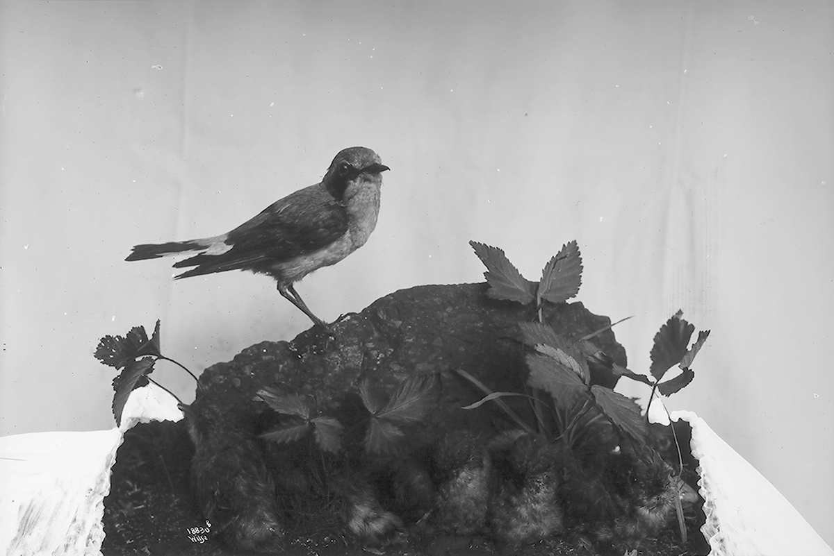 Anders Beer Wilse, Prot: Fugler for Tøien Museet