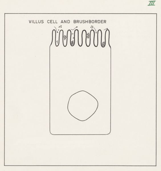 J Wetselaar-Whittaker, Villus cell and brush border