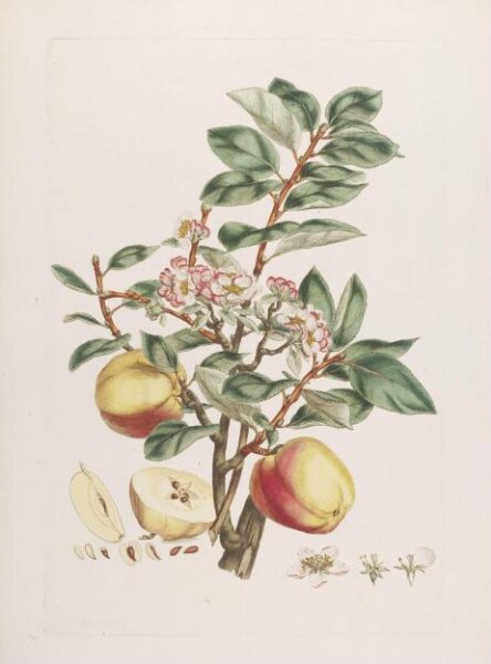 John Miller, Print