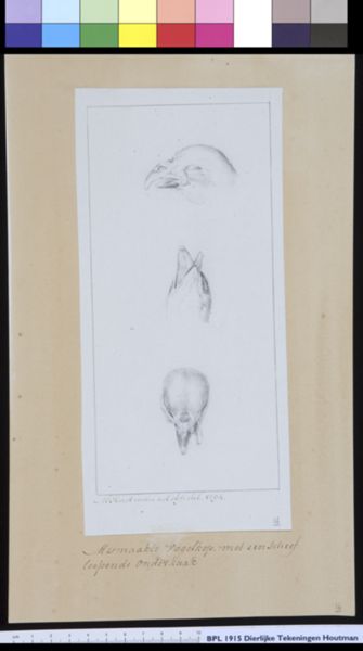 M Houtman, Animals: bird, deformity
