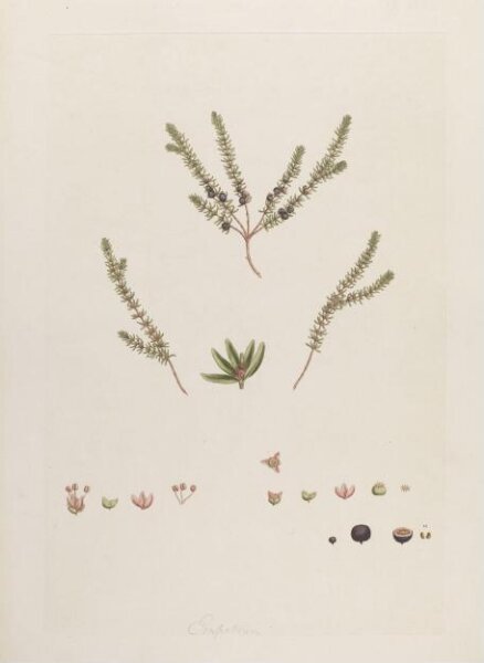 John Miller, Print