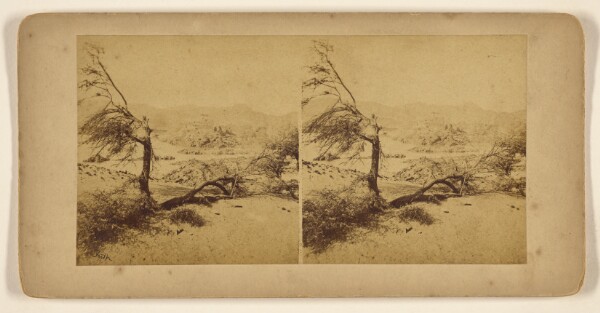 Francis Frith, [Barren trees fallen in desert]