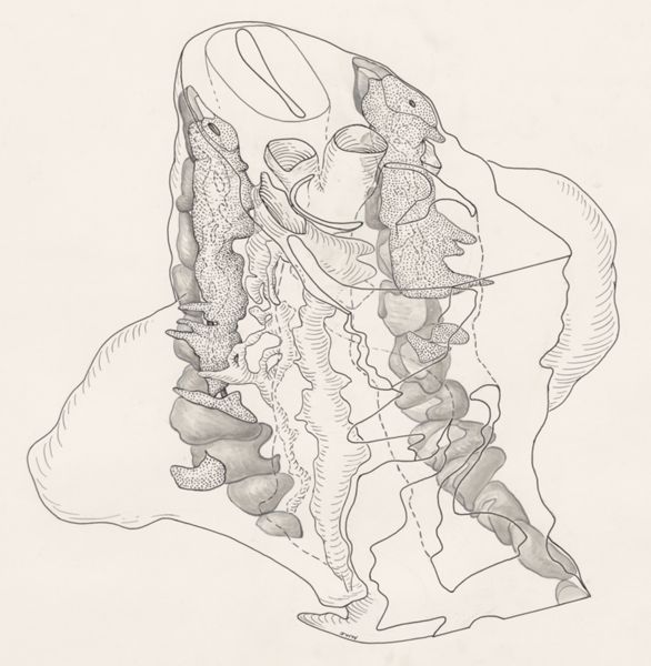 J Wetselaar-Whittaker, Embryonic tissue of a rat