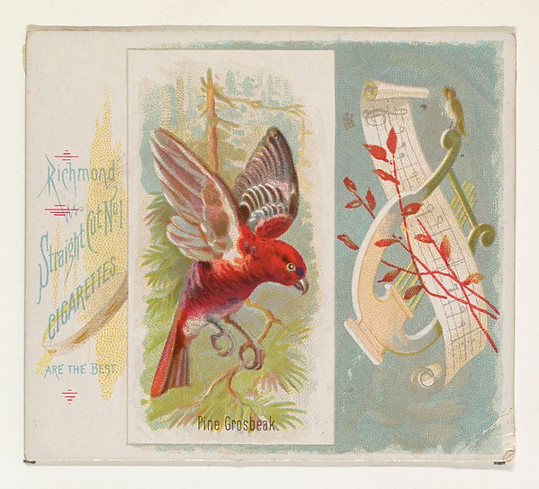 Allen & Ginter, Pine Grosbeak, from the Song Birds of the World series (N42) for Allen & Ginter Cigarettes