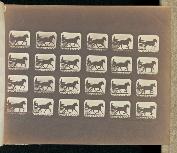 Eadweard J. Muybridge, Racking (Pacing)