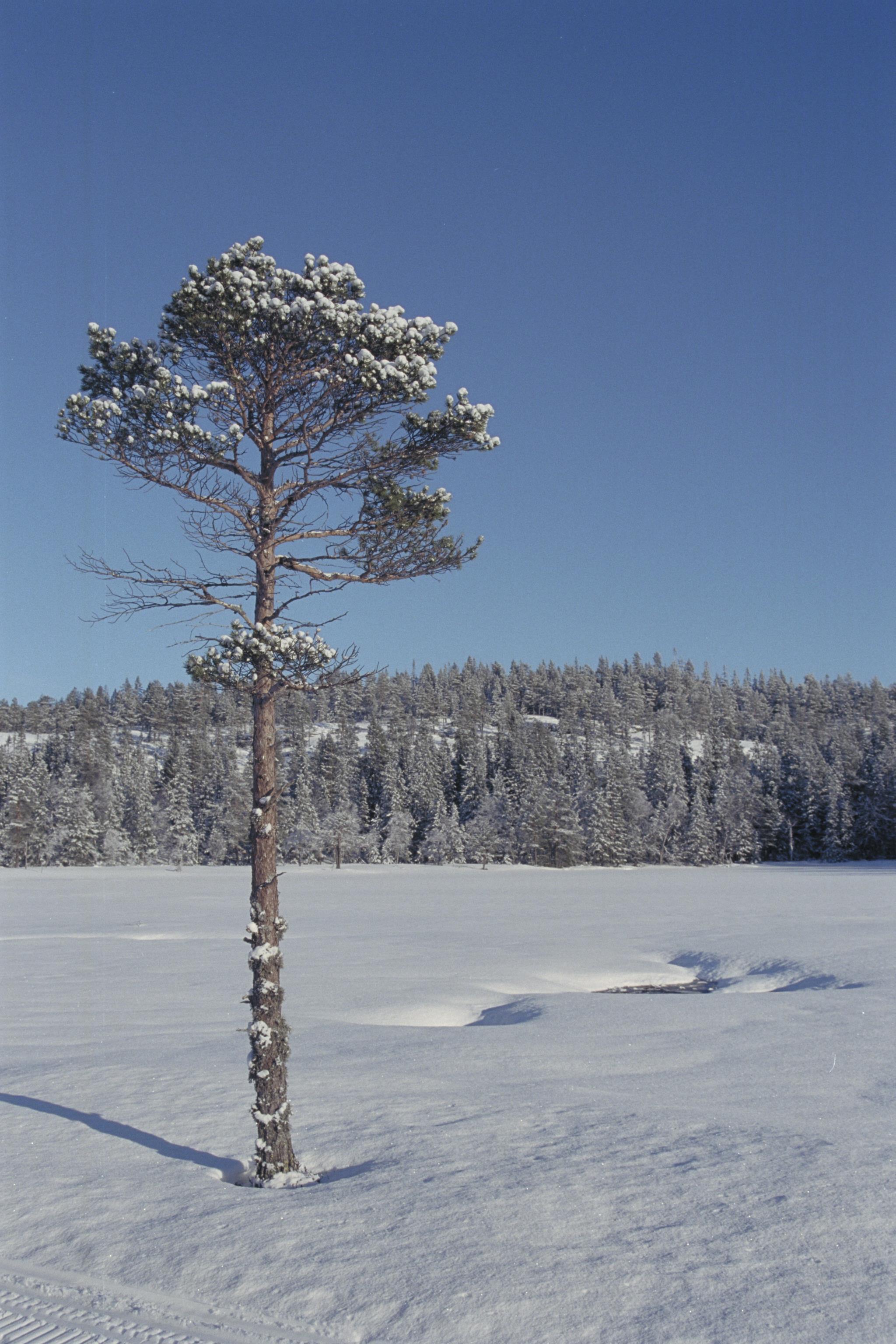 Bengt A Lundberg, Skuleskogens Nationalpark