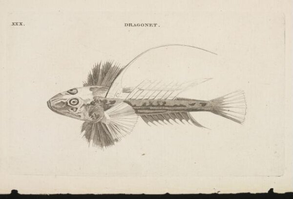 Unknown, DRAGONET.