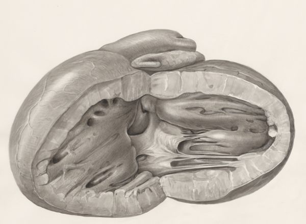 H.G Wetselaar, Heart
